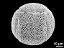 hydrated pollen grain