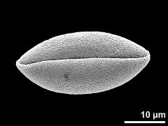 dry pollen grain