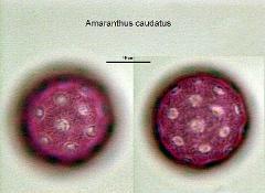 hydrated pollen