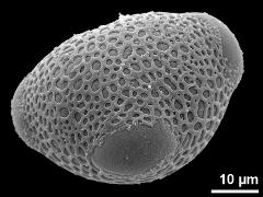 hydrated pollen,triporate