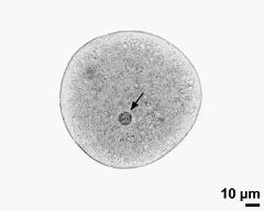 pollen grain with generative cell (arrow)