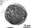 cross section of pollen grain