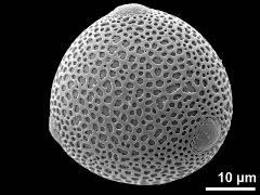 hydrated pollen