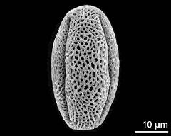 dry pollen grain in equatorial view