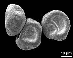 dry pollen grains