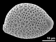 hydrated pollen grain