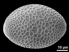 hydrated pollen grain