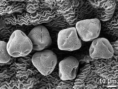 dry tetrads