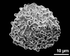 dry pollen grain