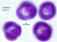 hydrated pollen