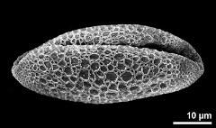 dry pollen grain