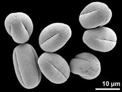 dry pollen grains