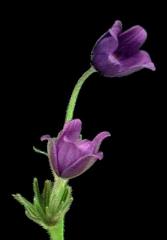 flowers of Pulsatilla grandis