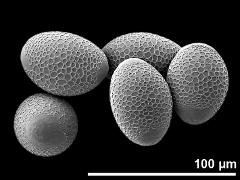 hydrated pollen grains