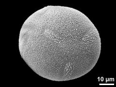 hydrated pollen grain