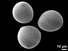 hydrated pollen grains