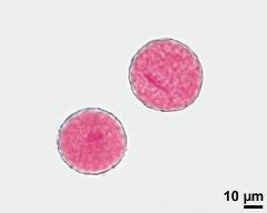 2-celled pollen