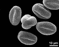 dry pollen grains