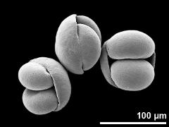 dry pollen grains