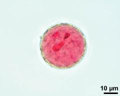 vegetative nucleus and two sperm cells