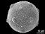 hydrated pollen grain