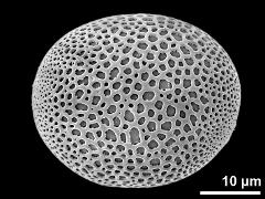 polar proximal view