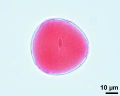 pollen grain with generative cell