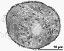 cross section of pollen grain