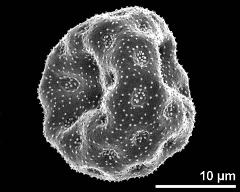 dry pollen grain