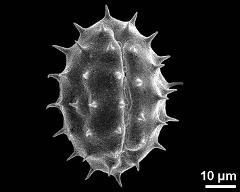 dry pollen grain in equatorial view