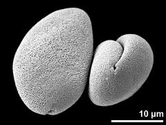 dry pollen grains