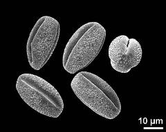 dry pollen grains