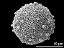 hydrated pollen grain