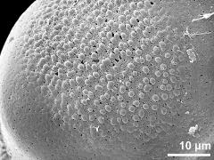 exine surface (proximal)