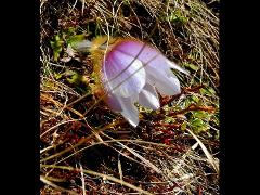 flower of Pulsatilla vernalis