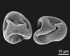 dry pollen grains