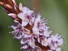 inflorescence(s)