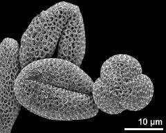 dry pollen grains