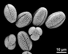 dry pollen grains