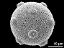 hydrated pollen grain