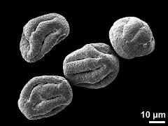 dry pollen grains