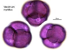 hydrated pollen