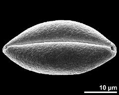 dry pollen grain in polar view (distal)