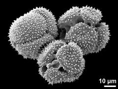 dry tetrads