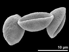 dry pollen grains