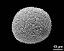 hydrated pollen grain