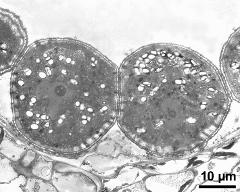 pollen grains in cross section