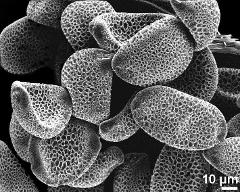 dry pollen grains