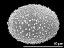 hydrated pollen grain