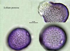 hydrated pollen